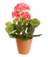 Artificial 24cm Pink Zonal Geranium Plug Plant